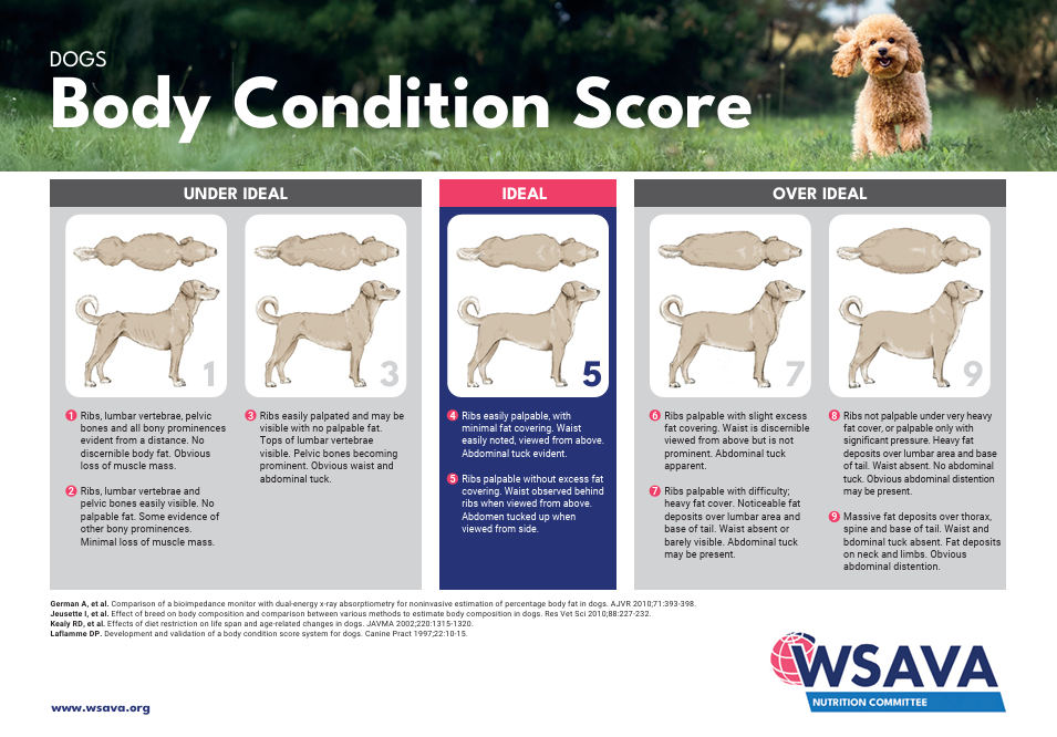 BCS 9단계 가이드